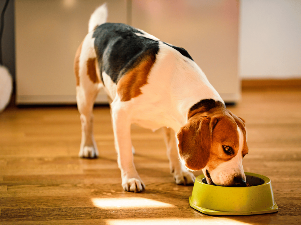 Descubre la clave para la salud y la felicidad de tu mascota. Aprende sobre nutrición para mascotas, desmiente mitos y encuentra el mejor alimento para tu peludo amigo.