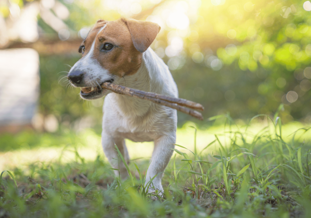 Aprenda técnicas y estrategias eficaces sobre cómo socializar a un perro adulto y mejorar su bienestar mental y físico. Descubra la importancia de la socialización y en qué se diferencia de la socialización del cachorro.