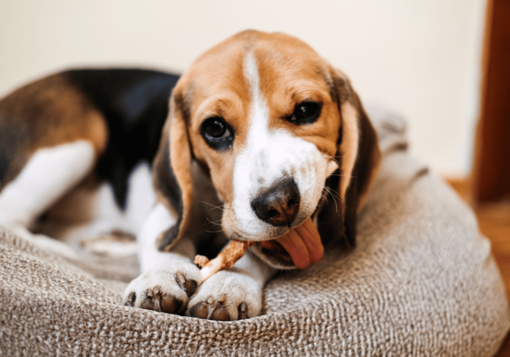 Descubre técnicas y consejos probados sobre cómo socializar a un perro adulto para garantizar su bienestar mental y físico. Aprenda a hacer que su peludo amigo se sienta cómodo en cualquier situación.