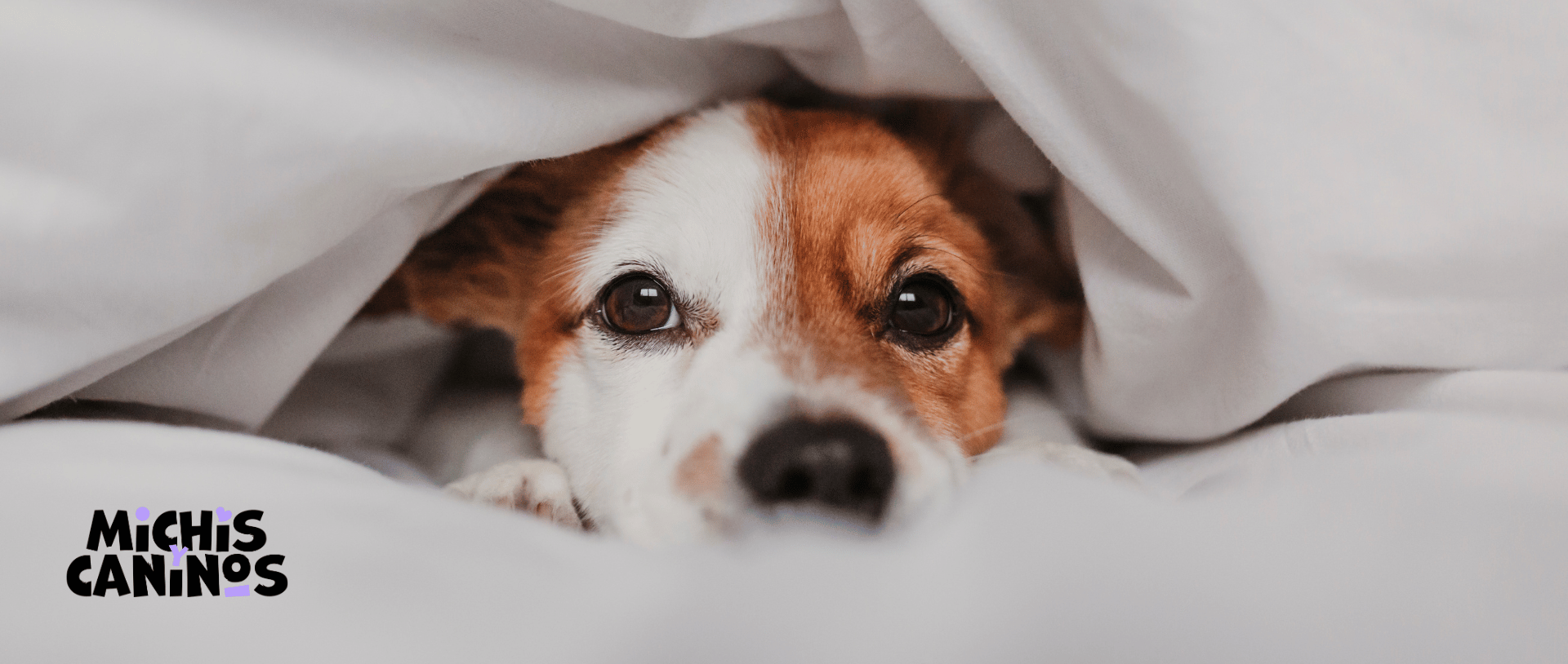 Descubra los pasos clave sobre cómo socializar un cachorro para una vida de felicidad. Aprenda a exponer a su cachorro a diferentes experiencias, sonidos y vistas para conseguir un perro bien adaptado.