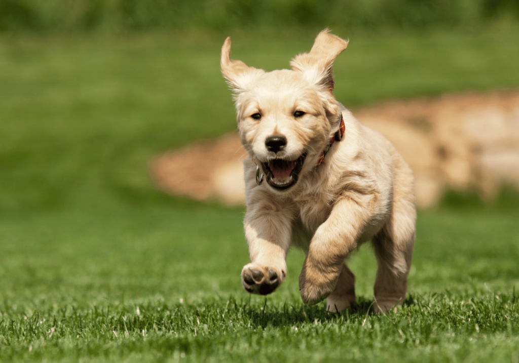 Aprenda técnicas y consejos eficaces sobre cómo socializar un cachorro. Desde la interacción con otros perros hasta la exposición a nuevas experiencias, asegúrese de que su cachorro se convierta en un perro bien adaptado a su entorno.