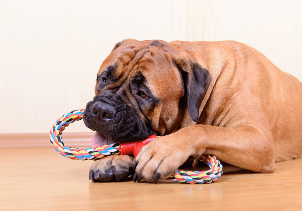 Descubra los 10 mejores juegos para perros en casa que mantendrán a su peludo amigo feliz y entretenido. Desde juguetes interactivos hasta ejercicios de estimulación mental, estos juegos reforzarán el vínculo entre usted y su compañero canino.