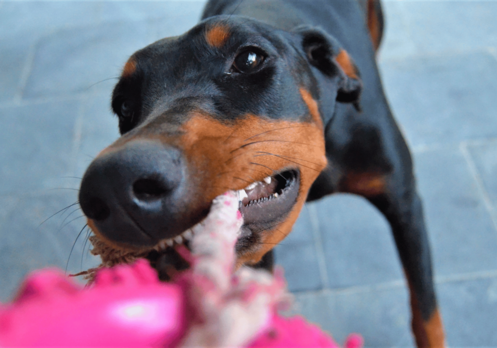 Descubra los 10 mejores juegos para perros en casa que proporcionan ejercicio físico, estimulación mental y fortalecen el vínculo entre usted y su amigo peludo. Transforme su salón en un parque infantil canino y cree