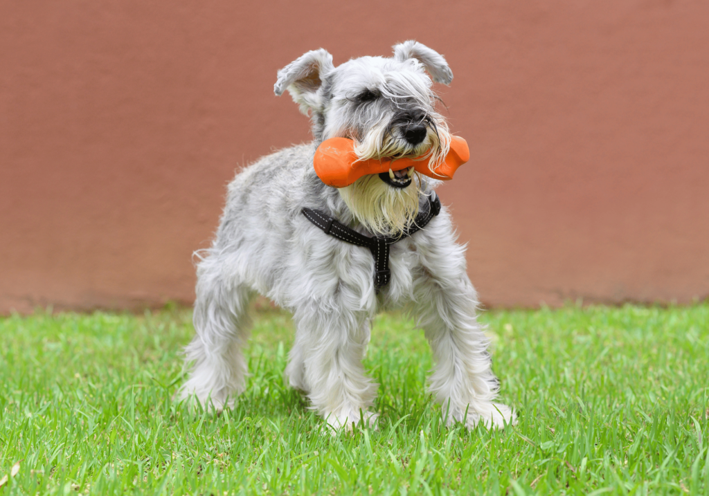 Descubra los 10 mejores juegos para perros en casa y cree un patio de recreo canino en el salón de su casa. Estos juegos proporcionan ejercicio físico, estimulación mental y refuerzan el vínculo entre usted y su perro.