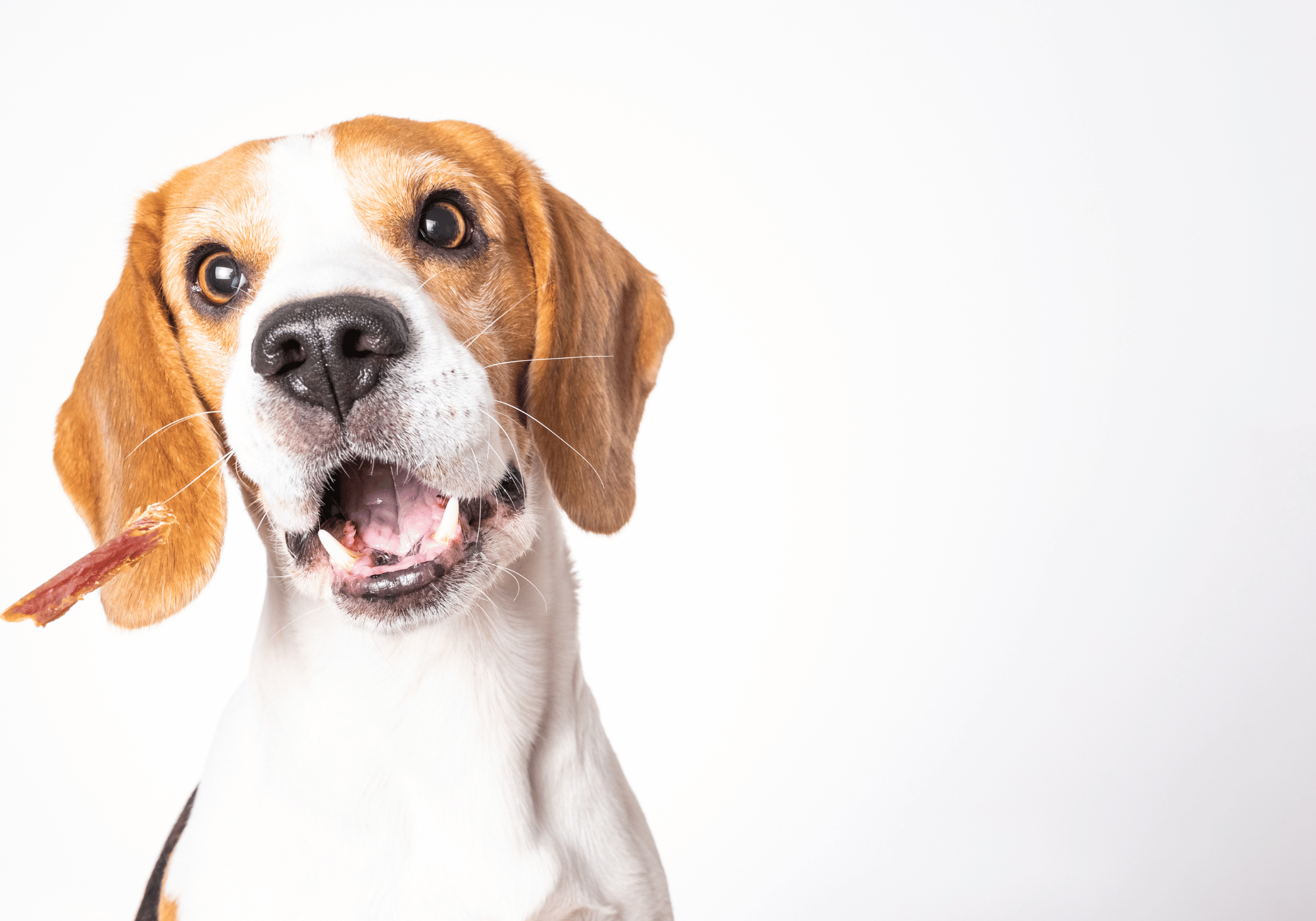 5 Mejores Razas De Perros Para La Familia Michis Y Caninos 5-mejores-razas-de-perros-para-la-familia-michis-y-caninos
