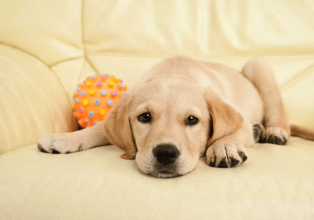 Descubra las mejores razas de perros para la familia. Esta completa guía le ayudará a elegir una mascota leal, cariñosa y perfecta que se adapte a su estilo de vida.