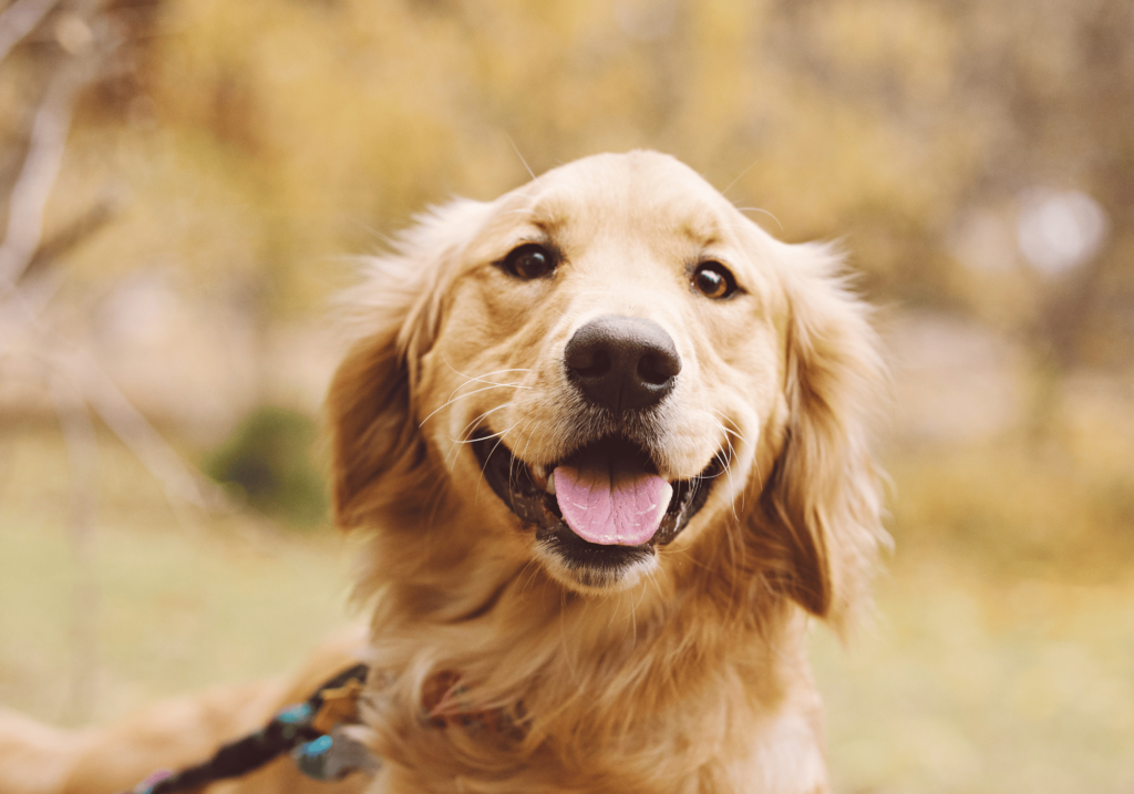 ¿Busca las mejores razas de perros para la familia? Descubra nuestras 5 mejores razas, perfectas como compañeros de la familia.