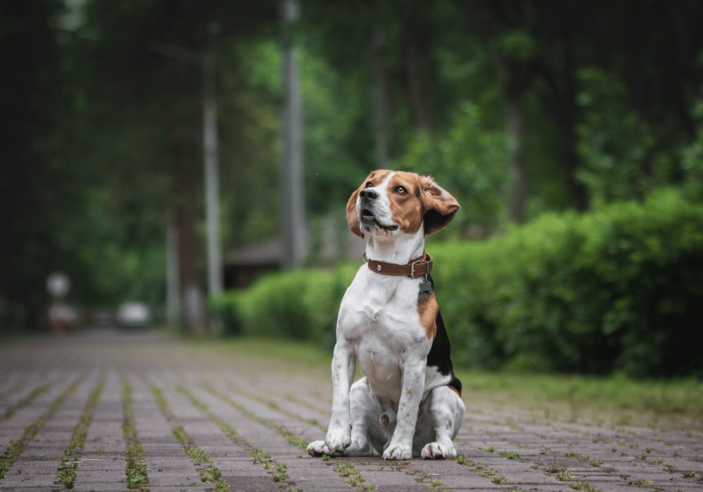 Descubra las mejores razas de perros para la familia en nuestra completa guía. Analizamos los factores clave para ayudarle a elegir la mascota perfecta para su estilo de vida y su familia.