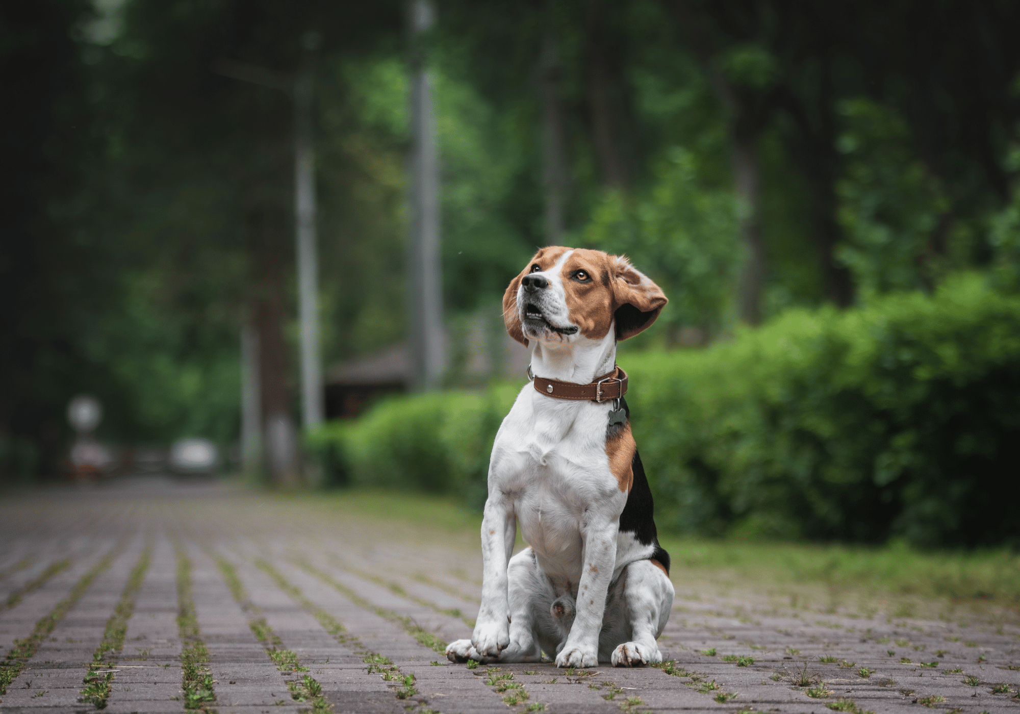5 Mejores Razas De Perros Para La Familia Michis Y Caninos 5-mejores-razas-de-perros-para-la-familia-michis-y-caninos