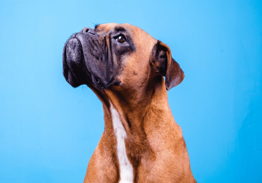 Descubra las mejores razas de perros para la familia con nuestra completa guía. Averigüe qué razas son las mascotas más leales, cariñosas y familiares.