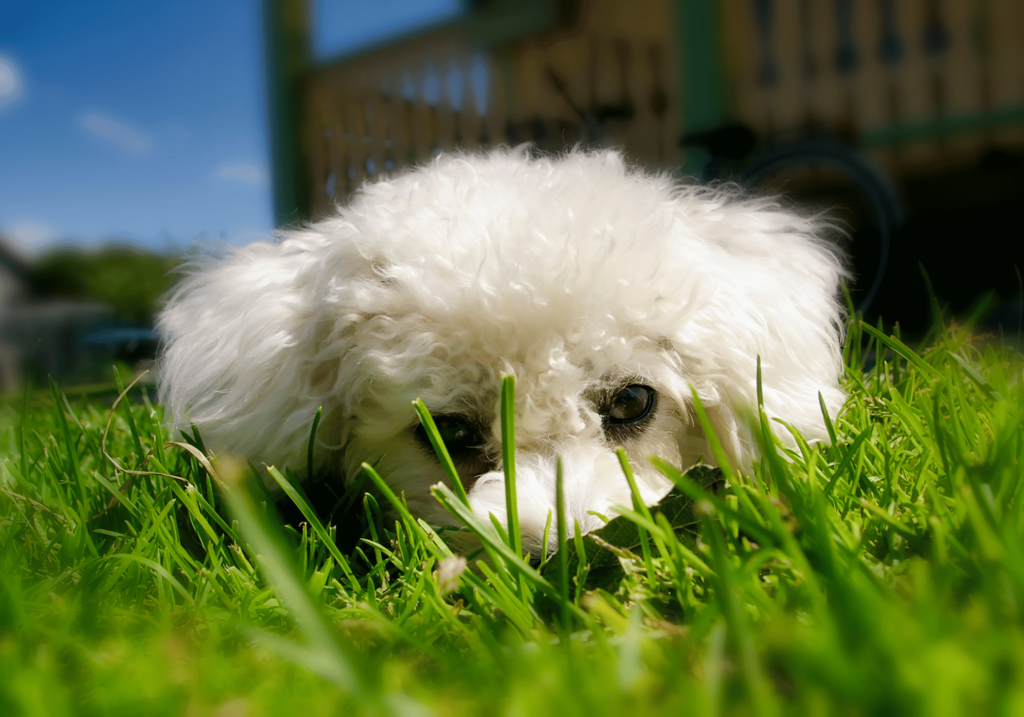 Descubra las mejores razas de perros para la familia en nuestra completa guía. Exploramos las mejores razas conocidas por su lealtad y compatibilidad con la vida familiar.