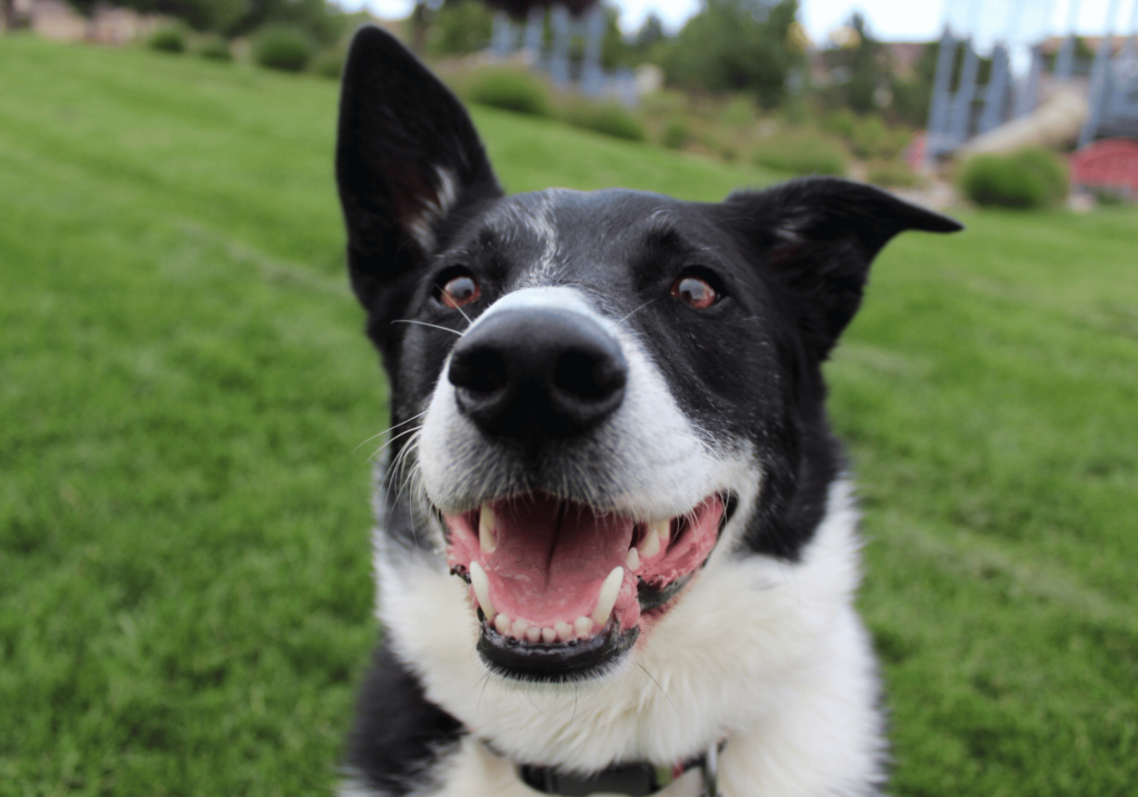 Descubre los mejores accesorios para mascotas que pueden mejorar significativamente la salud dental de tu amigo peludo. Esta guía cubre todo lo que necesitas saber para mantener la higiene bucal de tu mascota.