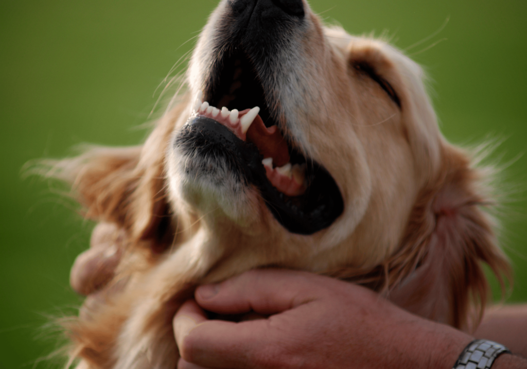 Descubre la guía definitiva de accesorios para mascotas que favorecen la salud dental de tus amigos peludos. Conozca los diferentes tipos de accesorios, sus beneficios y dónde encontrarlos.