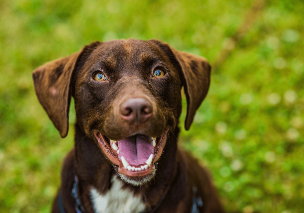 Descubra los mejores accesorios para mascotas que pueden mejorar significativamente la salud dental de su amigo peludo. Esta guía definitiva ofrece información sobre los beneficios y tipos de accesorios para la salud dental disponibles.