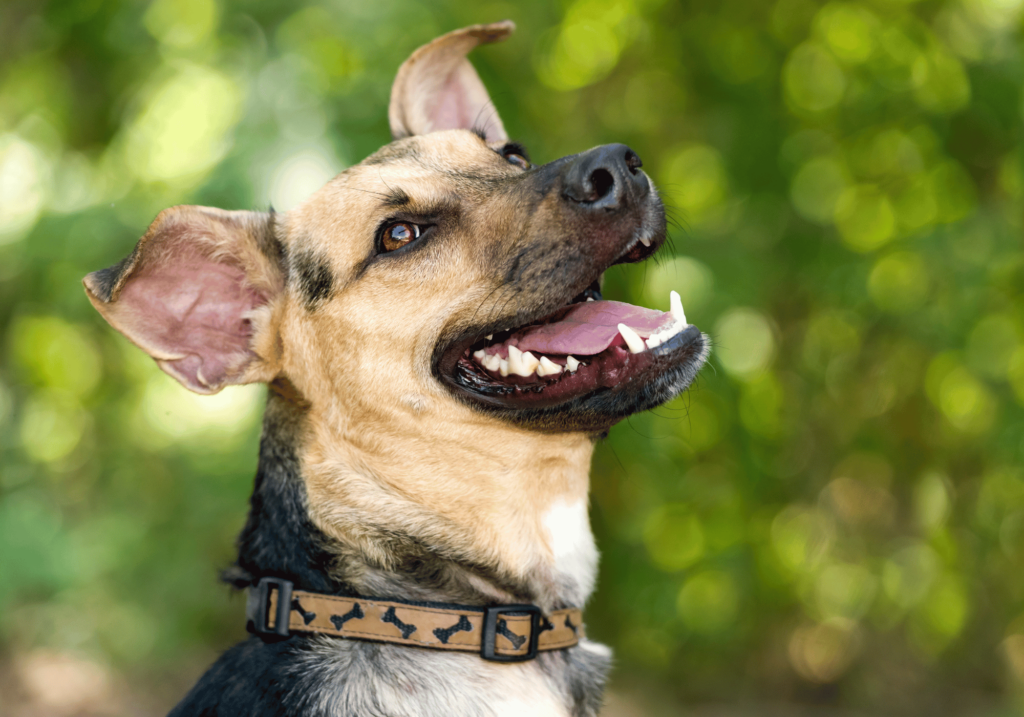 Descubre los mejores accesorios para mascotas para mantener la salud dental de tu amigo peludo. Conozca los problemas dentales más comunes en las mascotas y cómo los accesorios adecuados pueden marcar la diferencia.