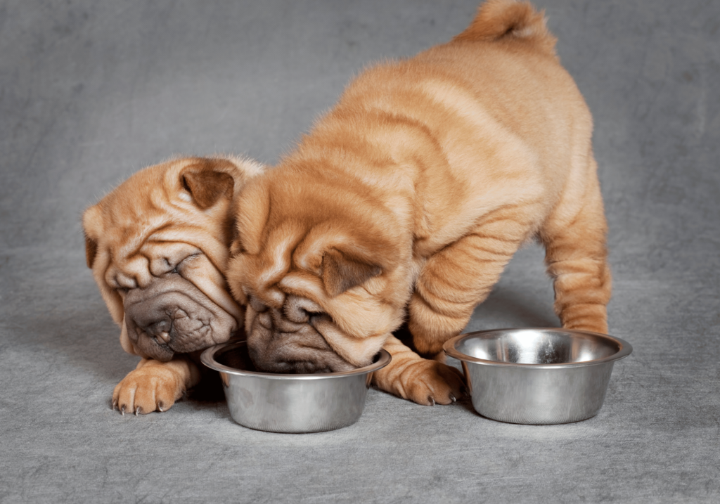 Descubra las mejores opciones de alimento de mascotas, conozca los ingredientes que debe evitar y explore los beneficios de la comida de alta calidad para mascotas. Mejore la salud y el bienestar de su mascota con nuestros consejos de expertos.