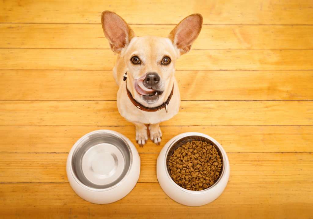 Descubra las mejores opciones de comida para su querido compañero. Conozca las etiquetas de los alimento de mascotas , los ingredientes que debe evitar y los beneficios de los alimentos de alta calidad. Explore los alimentos crudos y las opciones caseras.