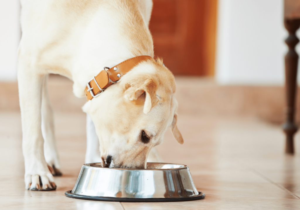 Descubra el pienso perfecto para su amigo peludo. Conozca las etiquetas de los alimento de mascotas, los ingredientes comunes que debe evitar y los beneficios de una nutrición de alta calidad para su mascota. Explore la dieta de alimentos crudos y las opciones de comida casera para mascotas.