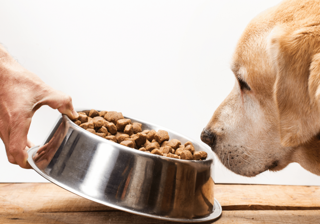 Descubra los beneficios del alimento de mascotas de alta calidad y aprenda a elegir la adecuada para su mascota. Evite los ingredientes comunes y explore las opciones crudas y caseras.