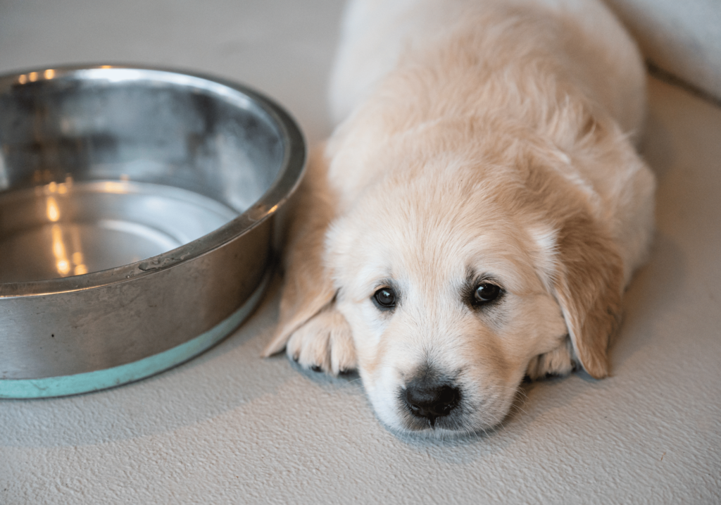 Descubra las mejores opciones de comida para su amigo peludo. Conozca las etiquetas de los alimento de mascotas, los ingredientes comunes que debe evitar y los beneficios de los alimentos de alta calidad. Explore la comida cruda y las opciones caseras.