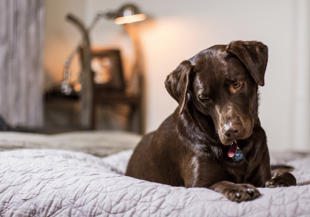 Descubra las mejores camas resistentes para perros fabricadas con materiales de alta calidad para una durabilidad a largo plazo. Proporcione a su compañero canino un espacio de descanso seguro y cómodo.