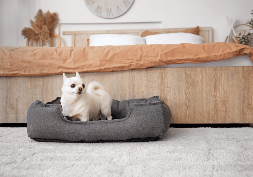 Encuentre camas resistentes para perros perfectas que garantice resistencia y durabilidad para su compañero canino. Compre ahora para una inversión a largo plazo en su comodidad.