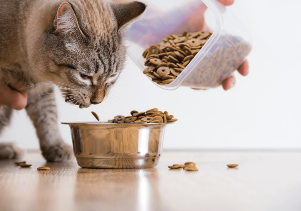 Descubra la mejor comida para mascotas y asegure su salud y felicidad. Conozca los diferentes tipos de comida para gatos, cómo leer las etiquetas, los nutrientes esenciales, las alergias y mucho más. Elija sabiamente para su amigo peludo.