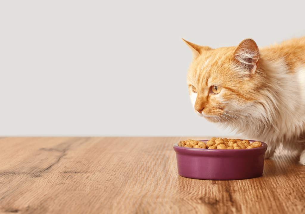 Descubra las mejores opciones de comida para mascotas para la salud y felicidad de su gato. Conozca los diferentes tipos de comida, cómo leer las etiquetas y mucho más.