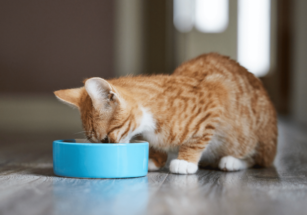 Descubra las mejores opciones de comida para mascotas para la salud óptima y la felicidad de su gato. Conozca los diferentes tipos, lea las etiquetas y trate las alergias.