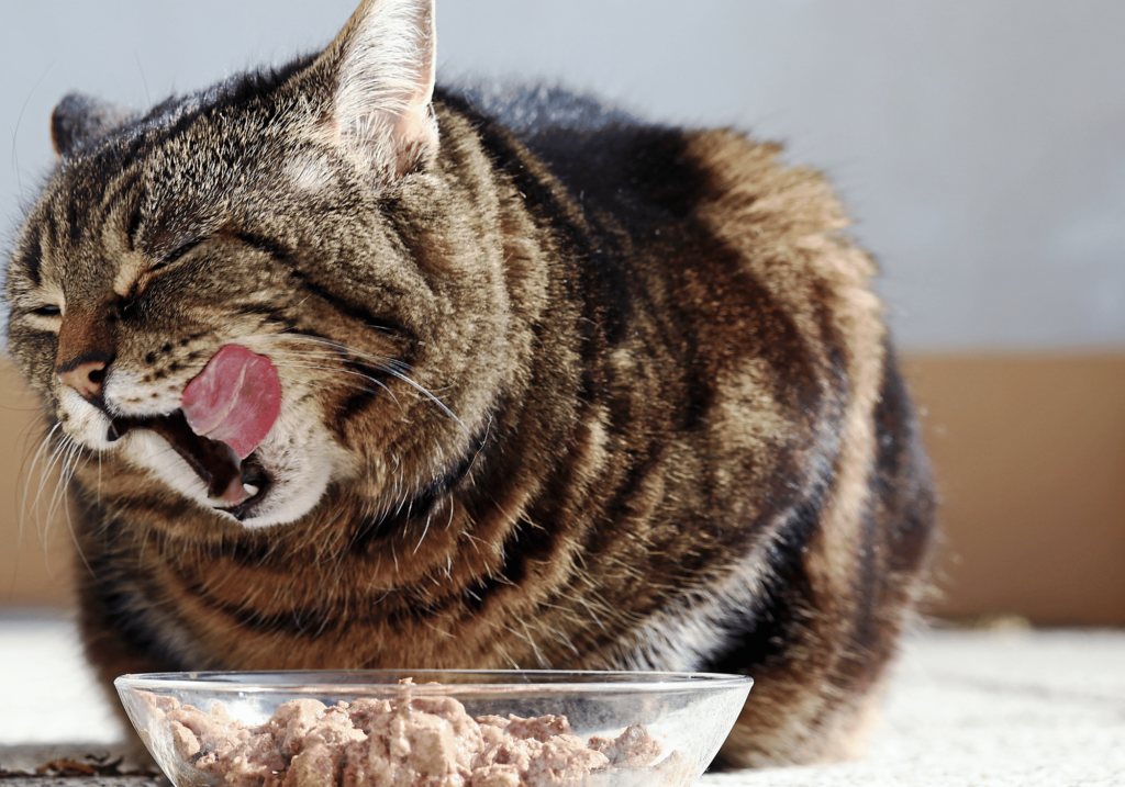 Descubre la mejor comida para mascotas para gatos. Conozca los diferentes tipos de comida, cómo leer las etiquetas y asegúrese una nutrición adecuada para un gato sano y feliz.