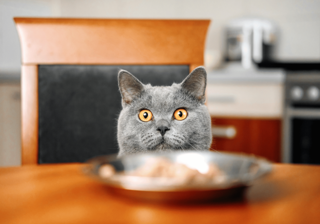 Descubra las mejores opciones de comida para gatos y aprenda a proporcionar a su amigo felino la mejor nutrición. Explore los distintos tipos de comida para mascotas, lea las etiquetas y conozca los nutrientes esenciales para su salud. Infórmese sobre alergias e intolerancias, y sopese los pros y los contras de las distintas opciones de comida para gatos.