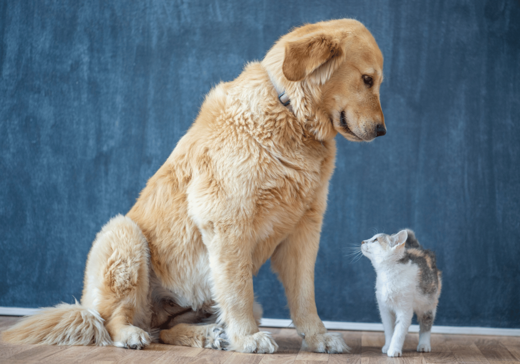 Aprenda cómo cuidar a tu mascota con nuestra guía de 5 pasos. Desde la creación de un entorno seguro hasta las visitas periódicas al veterinario, conviértete en el mejor dueño de mascotas.