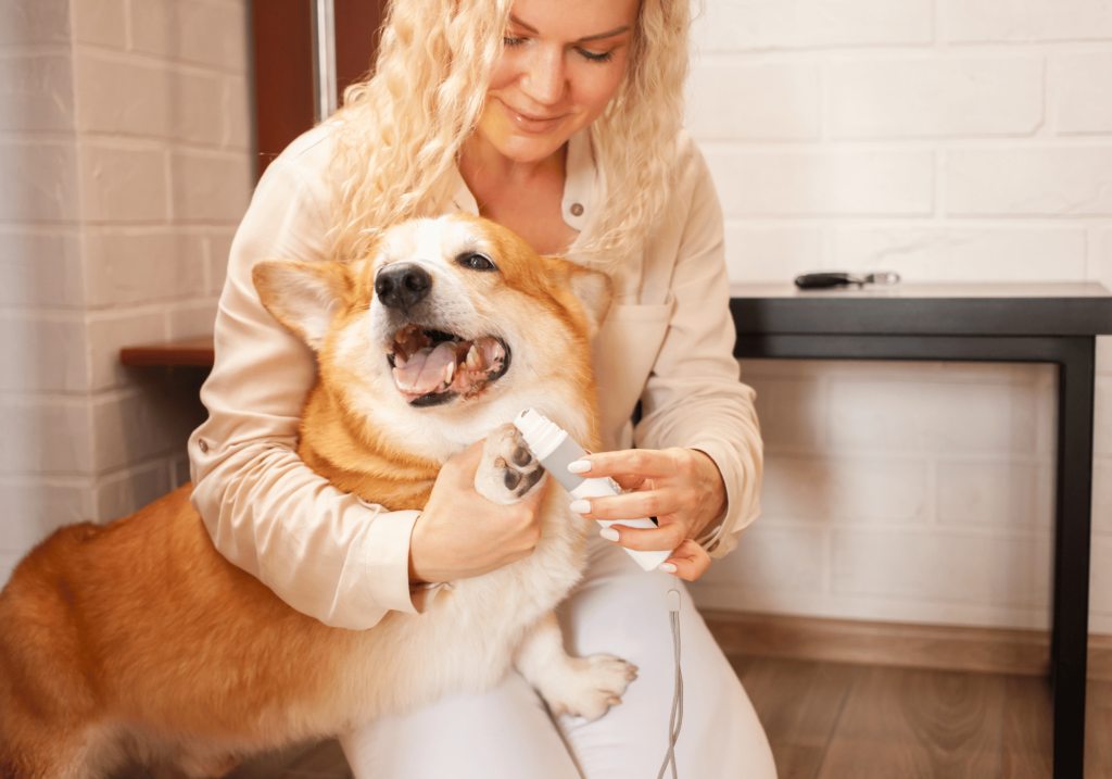 Descubre cómo cuidar a tu mascota. Desde la creación de un entorno seguro hasta las visitas regulares al veterinario, conviértase en un dueño ejemplar de mascotas.