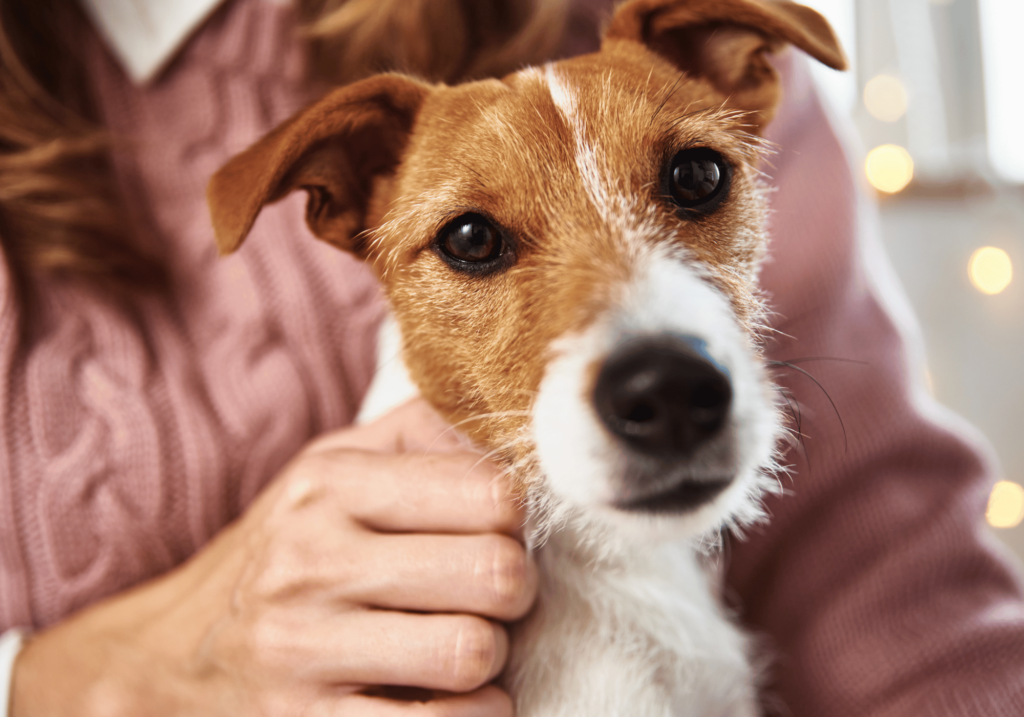 Cómo cuidar a tu mascota con estos 5 sencillos pasos. Desde la creación de un entorno seguro hasta las visitas periódicas al veterinario, conviértase hoy mismo en un dueño de mascotas ejemplar.