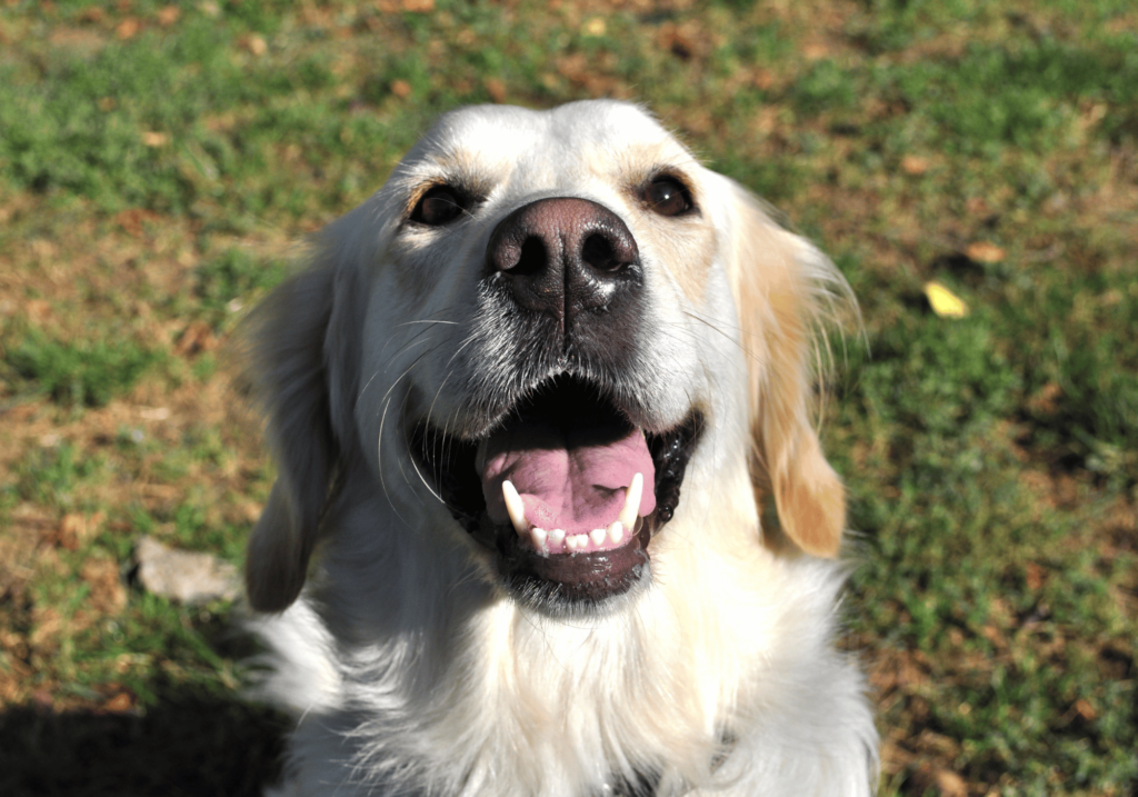 Aprenda sobre las alergias en mascotas, sus síntomas, desencadenantes, cómo diagnosticarlas y tratarlas, y formas de prevenir las alergias en sus queridas mascotas.