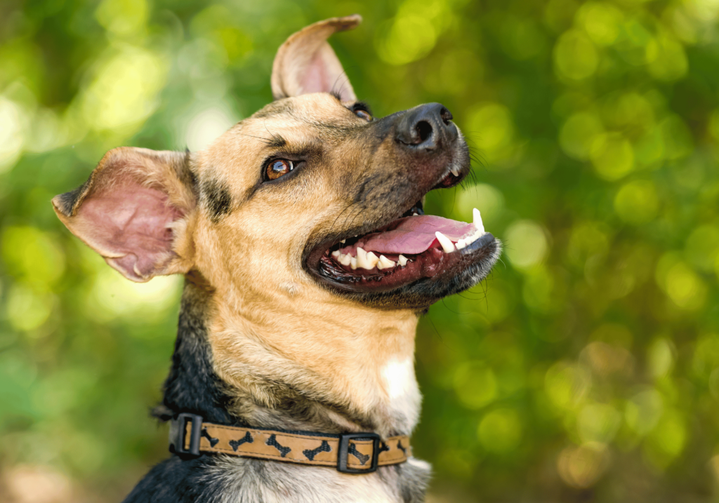 Conozca los diferentes tipos de alergias en mascotas, sus síntomas y cómo diagnosticarlas, tratarlas y prevenirlas. Asegúrese de que sus queridas mascotas tengan una vida feliz y saludable.