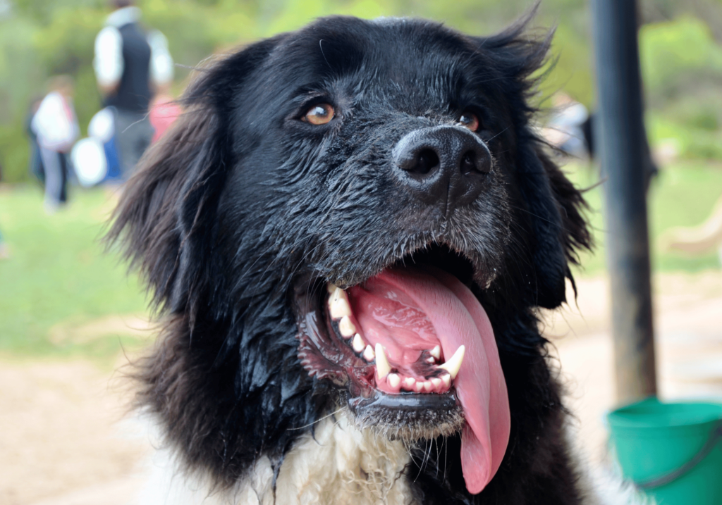 Conozca los diferentes tipos de alergias en mascotas, los síntomas comunes, los desencadenantes, el diagnóstico, el tratamiento y las medidas preventivas para mantener a sus amigos peludos sanos y felices.