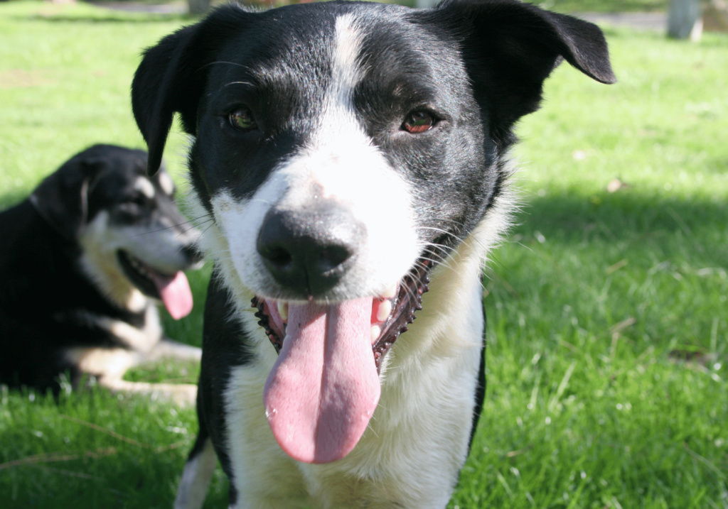 Conozca los tipos más comunes de alergias en mascotas, sus síntomas, cómo diagnosticarlas y tratarlas, y las medidas preventivas para mantener a su amigo peludo sano y feliz.