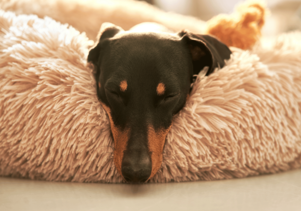 Descubre la importancia del descanso para perros, las señales de que tu perro no duerme bien y encuentra la cama perfecta según el tamaño de tu mascota. Explora las camas ortopédicas para perros con descuentos incluidos.