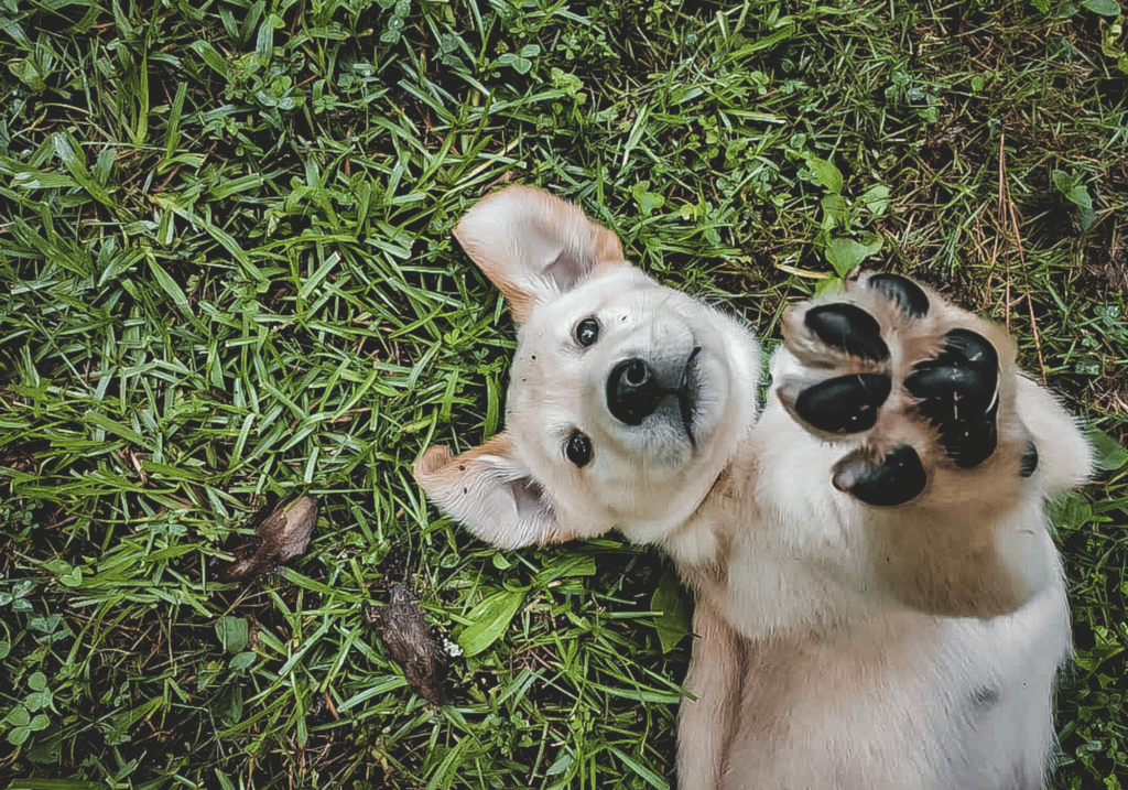 ¿Por qué es importante cuidar a los animales? Descubre la importancia de tratar a los animales con respeto y consideración. Aprende por qué cuidar de nuestros amigos peludos es esencial para una sociedad compasiva.