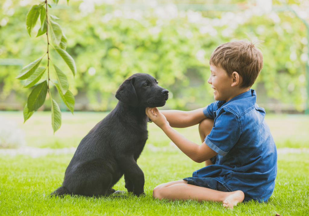 ¿Por qué es importante cuidar a los animales? Descubra la importancia de tratar a los animales con respeto y consideración. Explore nuestra gama de productos para el cuidado de los animales, diseñados para mantener sanos y felices a sus amigos peludos.