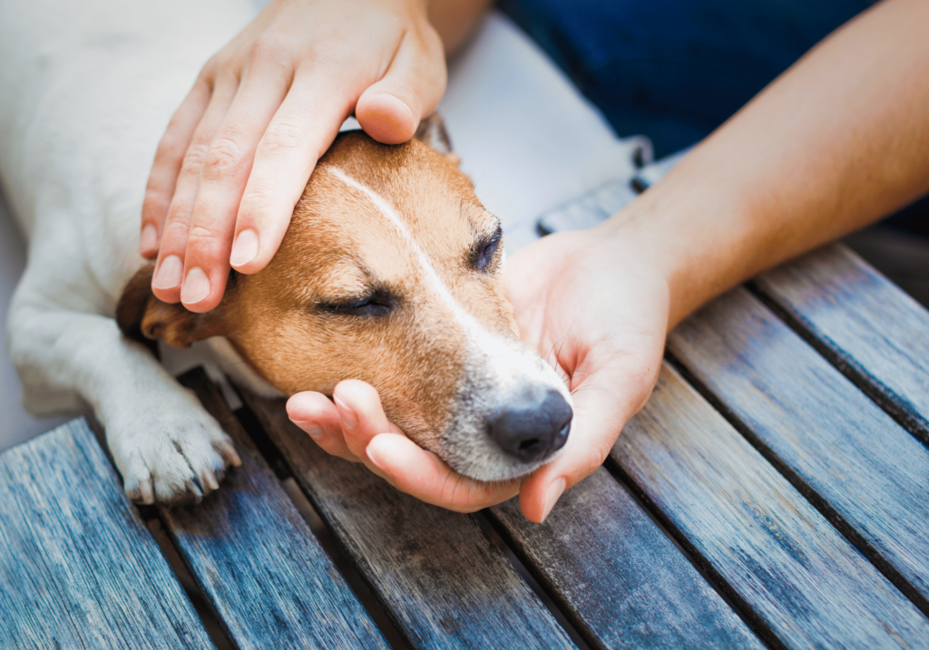 ¿Por qué es importante cuidar a los animales? Descubre la importancia de tratar a los animales con respeto y consideración. Aprende por qué cuidar de nuestros amigos peludos es crucial para una sociedad mejor.