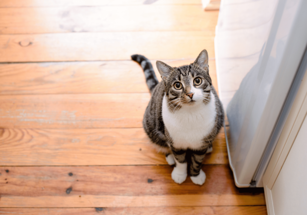 Marcaje con orina en gatos: descubre por qué mi gato es tan territorial y cómo evitarlo.