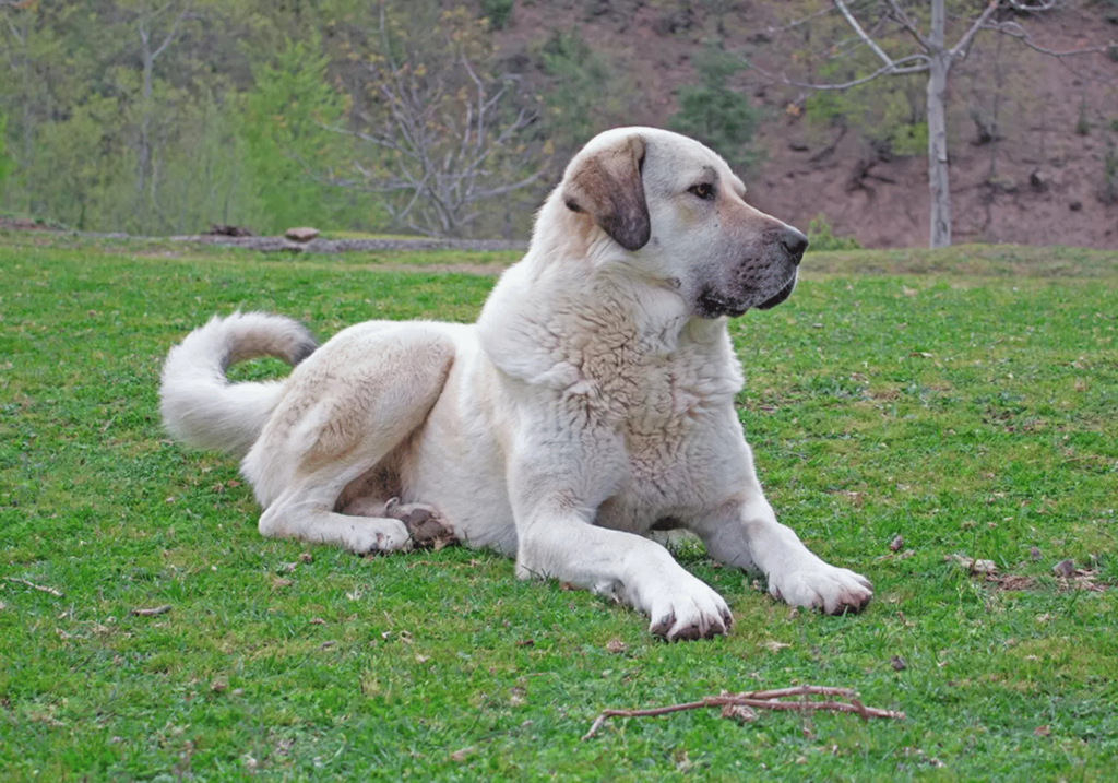 El Kangal turco lidera el ranking cuando se pregunta cuál perro tiene la mordida más fuerte, con una presión de hasta 750 PSI.