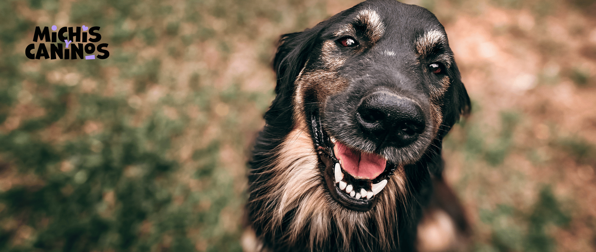 Comparativa de cuál perro tiene la mordida más fuerte según la presión en PSI de diferentes razas.