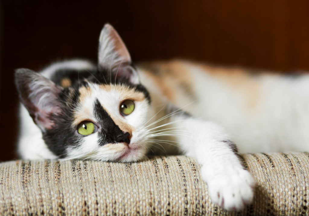 Cola de un gato en diferentes posiciones, señales para entender qué quiere decir mi gato.