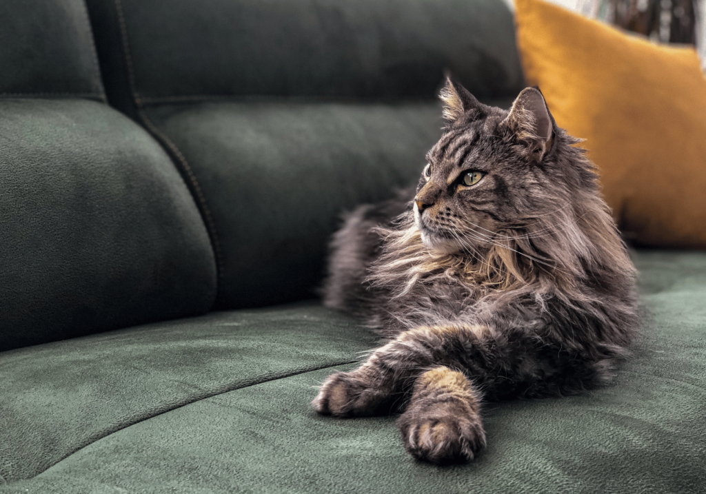 Gato frotándose contra una persona, conoce qué quiere decir mi gato con este comportamiento.